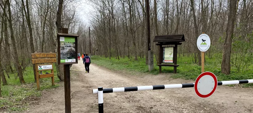 Hekk az erdőben című cikk borítóképe