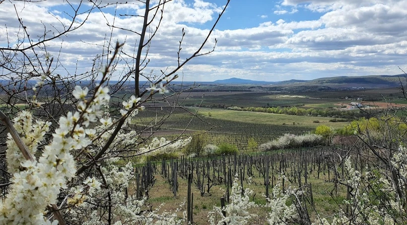 Hosszú hétvége Tokaj-Hegyalján – 1. című cikk borítóképe