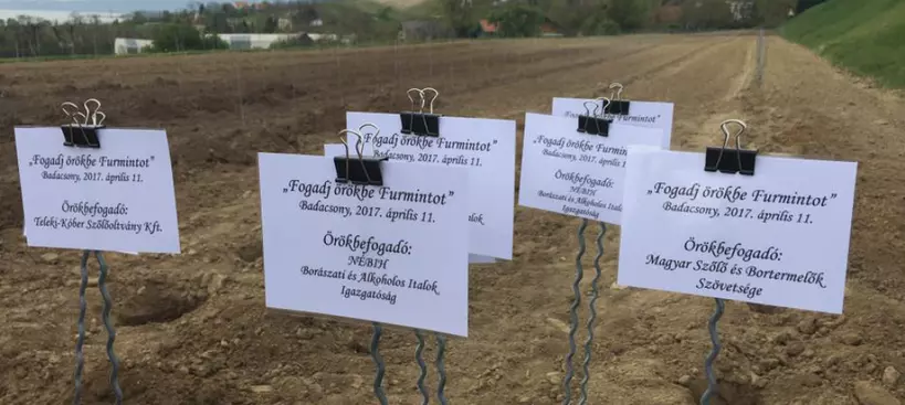 Fogadj örökbe Furmintot! című cikk borítóképe