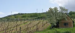 Add le a maszkot! című cikk borítóképe